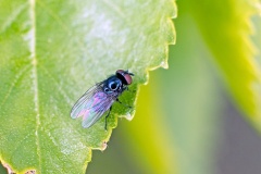 lance fly [Lonchaea chorea]