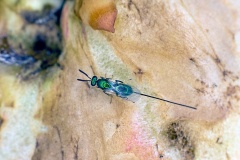 chalcid wasp [Torymus affinis]
