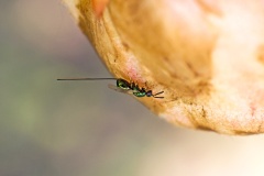 chalcid wasp [Torymus affinis]