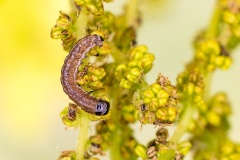 caterpillar [unidentified]