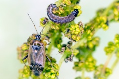 Oak Catkin Bug [Harpocera thoracica]