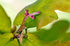 English (or Pedunculate) Oak [Quercus robur]