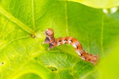 Mottled Umber [Erannis defoliaria]