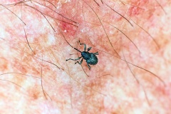 weevil [Archarius pyrrhoceras]