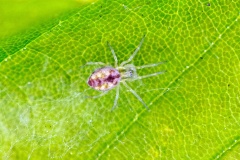 Bleeding Heart Spider [Nigma puella]