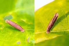 larval case [Coleophora sp.]