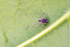 comb-footed spider [Theridion varians]