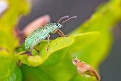 Green Immigrant Leaf Weevil [Polydrusus formosus]