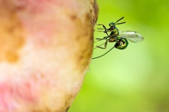 chalcid wasp [Torymus affinis]