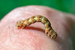 Mottled Umber [Erannis defoliaria]