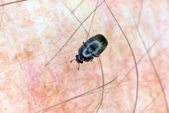 Pollen Beetle [Brassicogethes aeneus]