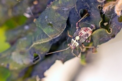Striped Oak Bug [Rhabdomiris striatellus]