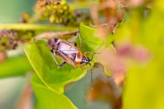 Oak Catkin Bug [Harpocera thoracica]