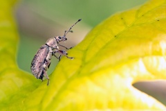 Common Leaf Weevil [Phyllobius pyri]