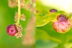 Common Spangle Gall Wasp [Neuroterus quercusbaccarum f. sexual]