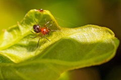 money spider [Trematocephalus cristatus]