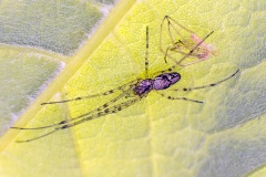 long-jawed orb-weaver spider [Tetragnatha sp.]