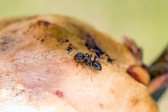 Black Garden Ant [Lasius niger]