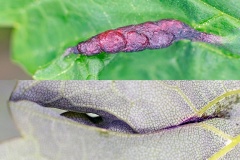 Maple Midge [Contarinia acerplicans]