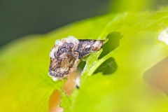 Cloaked Case-bearer [Coleophora kuehnella]