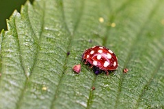 Cream-spot Ladybird [Calvia quatuordecimguttata]