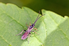 Ichneumon wasp [unidentified]