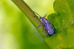 Common Leaf Weevil [Phyllobius pyri]