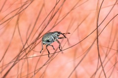 Gorse Weevil [Exapion ulicis]