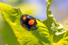 Harlequin Ladybird [Harmonia axyridis]