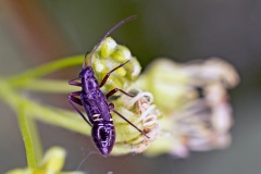 Fine Streaked Bugkin [Miris striatus]