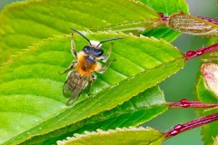 Tawny Mining Bee [Andrena fulva]