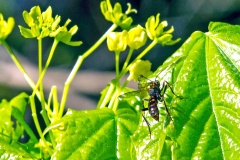 Blunt-jawed Nomad Bee [Nomada striata ?]