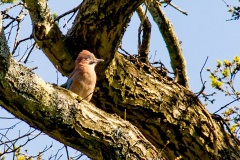 Eurasian Jay [Garrulus glandarius]