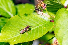 Gooden's Nomad Bee [Nomada goodeniana]