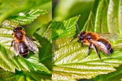 Chocolate Mining Bee [Andrena scotica]