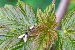 Green Longhorn [Adela reaumurella]