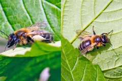Chocolate Mining Bee [Andrena scotica]