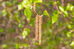 Silver Birch [Betula pendula]
