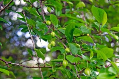 Cherry Plum [Prunus cerasifera]