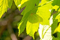 Brimstone [Gonepteryx rhamni]