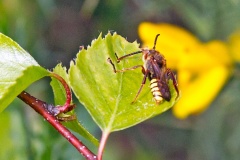 Flavous Nomad Bee [Nomada flava]