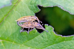Yellow Weevil [Lixus iridis]