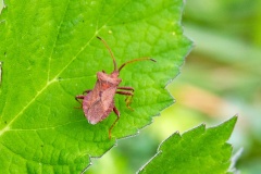 Dock Bug [Coreus marginatus]