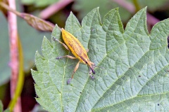Yellow Weevil [Lixus iridis]