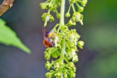 Early (or Orange-tailed) Mining Bee [Andrena haemorrhoa]