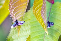 Green Longhorn [Adela reaumurella]
