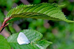 Holly Blue [Celastrina argiolus]