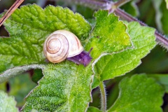 White-lipped Snail [Cepaea hortensis]