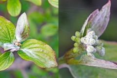 Dogwood Mildew [Erysiphe tortilis]