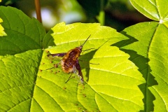 Dark-edged Bee-fly [Bombylius major]